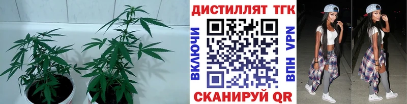 hydra ТОР  Киселёвск  ТГК концентрат 